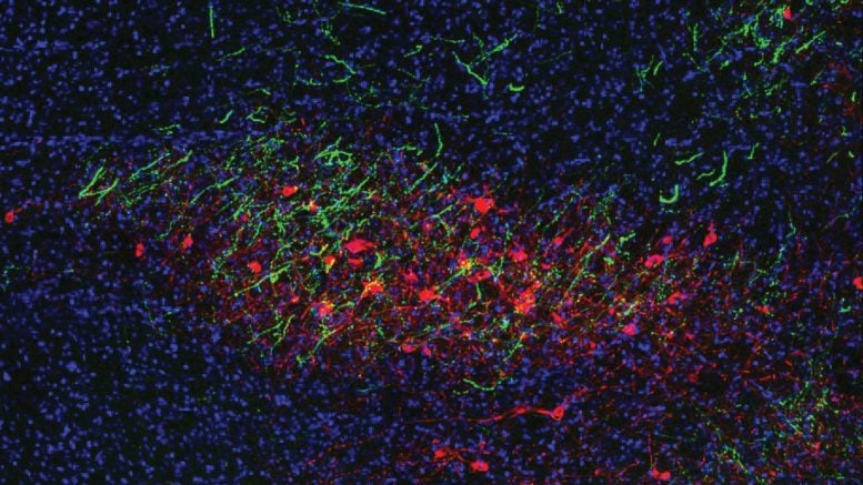 Mouse Neuron Cluster