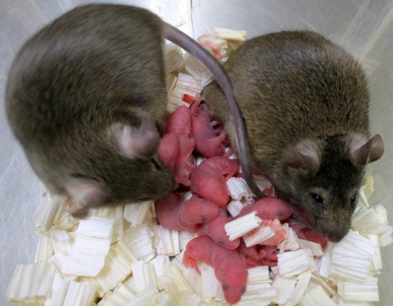 Potomstwo myszy pochodzi z liofilizowanego nasienia