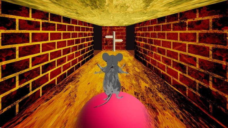 Mouse Virtual Maze Behavioral Experiment Diagram