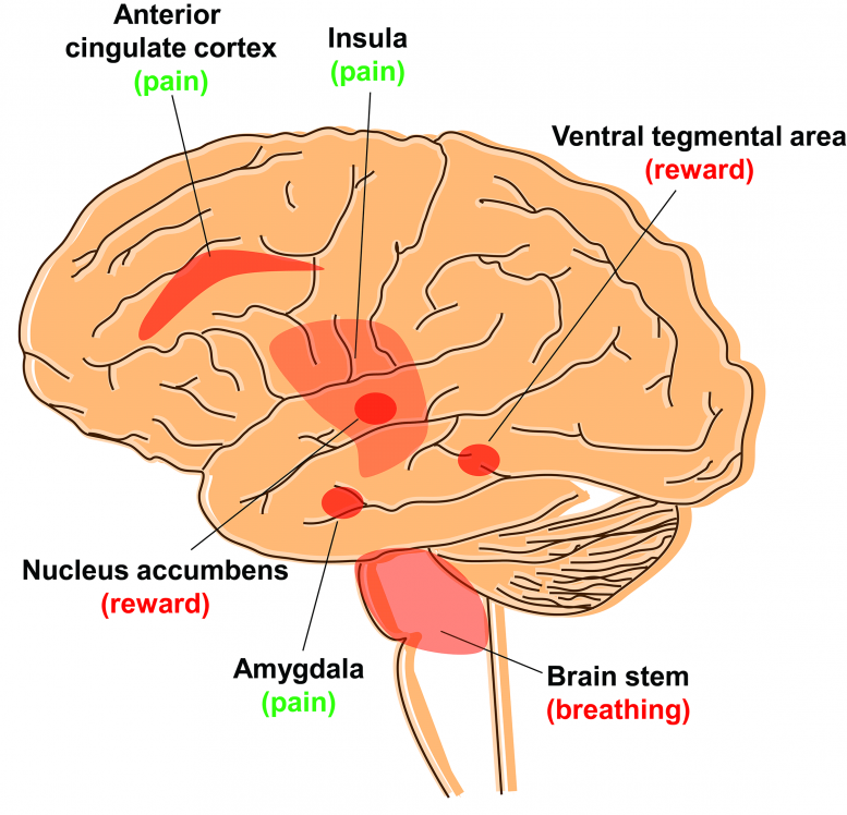 Mu Opioid Receptors Brain
