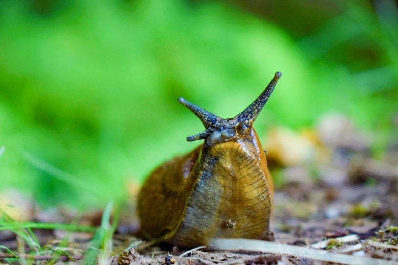 Mucus Layer Snail