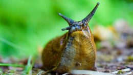 Mucus Layer Snail Crop