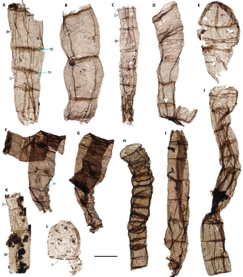 Multicellular Fossils From Late Paleoproterozoic Chuanlinggou Formation