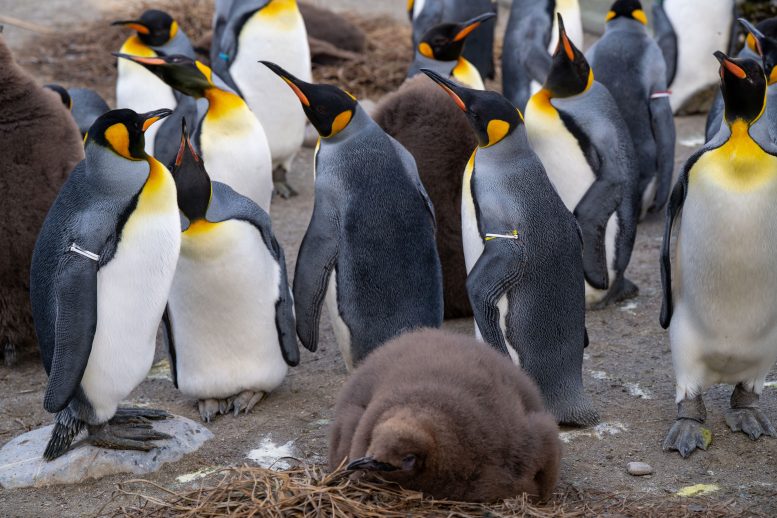 Multiple King Penguins in Zoo Zurich