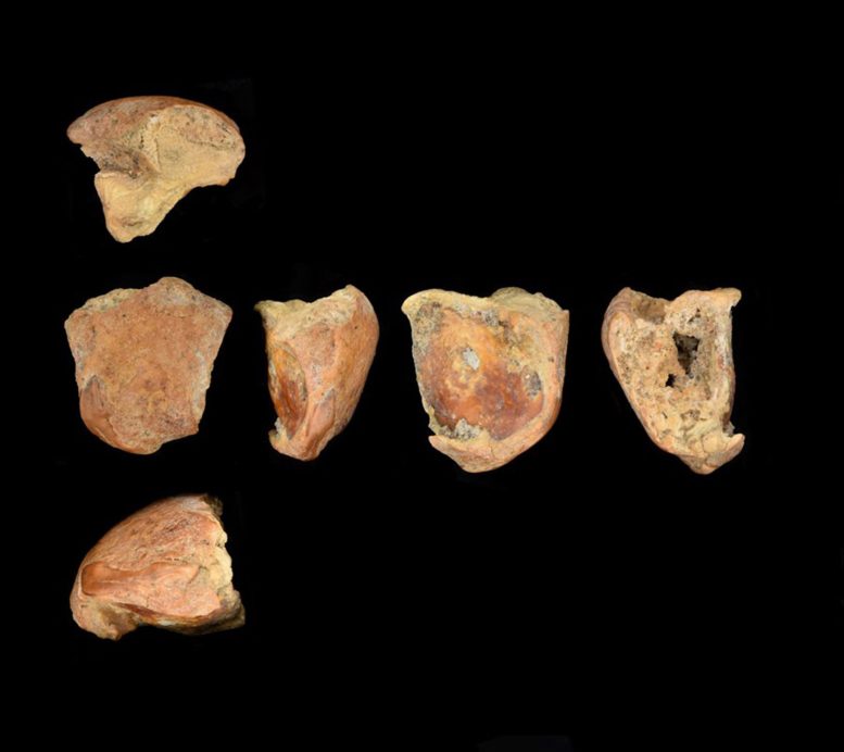 Multiple Views of a Split Neanderthal Incisor