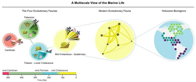 Multiscale View Marine Life