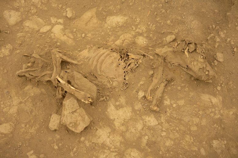 Mummified Dog From Castillo De Huarmey