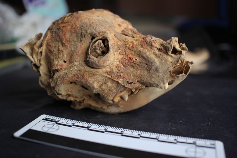Mummified Dog Skull Painted With Cinnabar