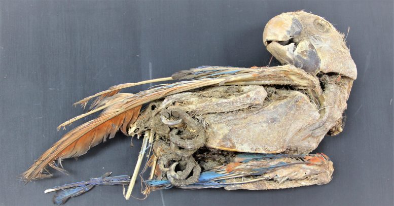 Mummified Scarlet Macaw