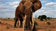 Murembo Great Tusker Elephant
