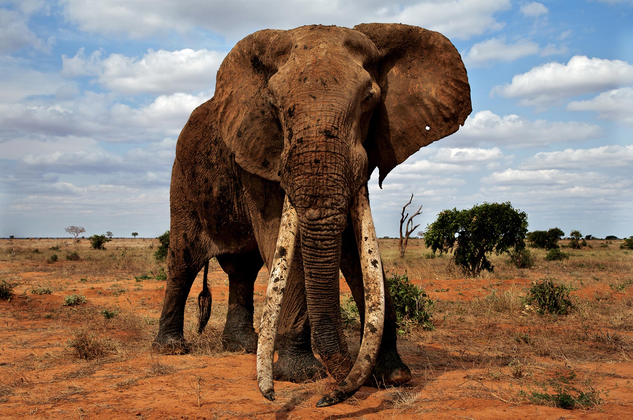 Elephant african African elephant