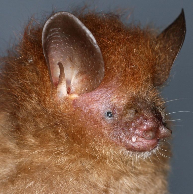 Murina Alvarezi (FMNH 205827) Tube Nosed Bat Close Up