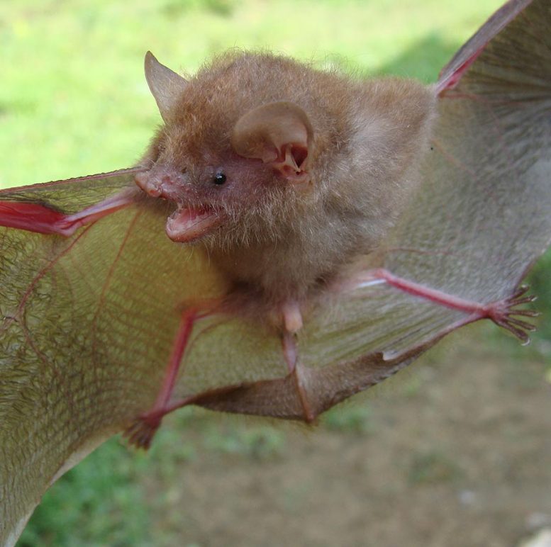 Murina Baletei Tube Nosed Bat in Flight Position