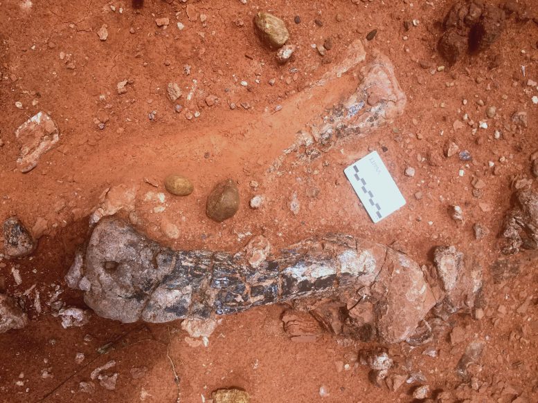 Musankwa sanyatiensis Leg Bones