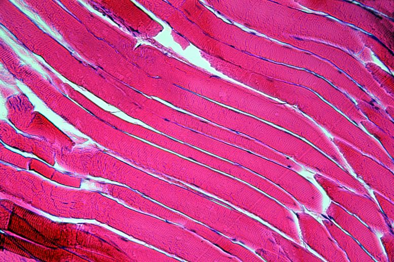 Muscle Fiber Cells