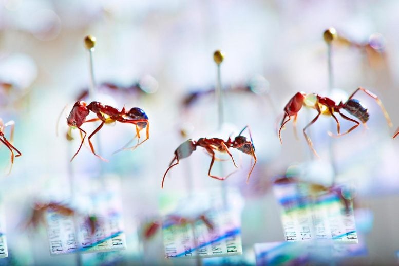 Museum Collection of Pinned Ants From Fiji