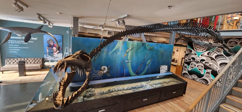 Museum Display of Traskasaura in the Courtenay and District Museum and Paleontology Centre