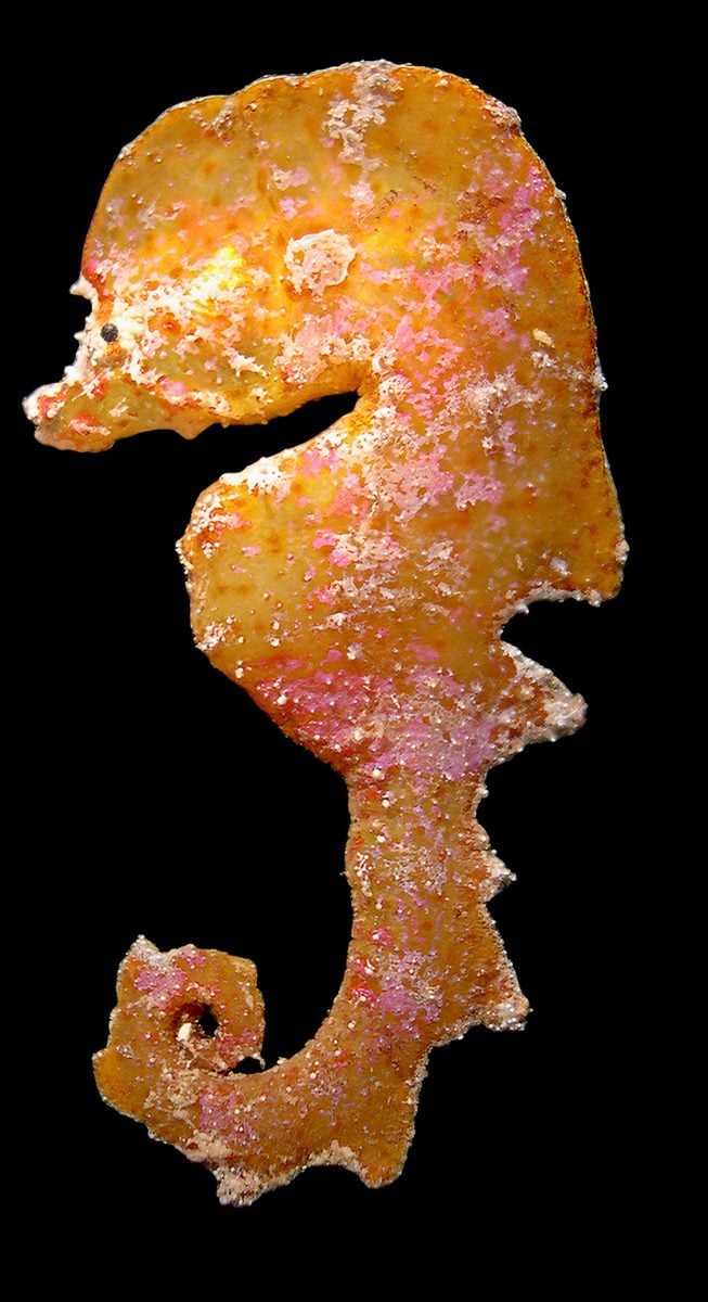 Museum Specimen of Australyichthys Aegis
