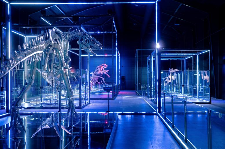 Museum of Evolution Dinosaur Exhibit