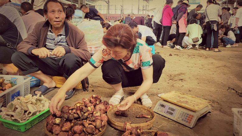 Mushroom Markets Scattered Throughout Kunming