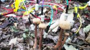 Mushrooms With Electrodes Attached