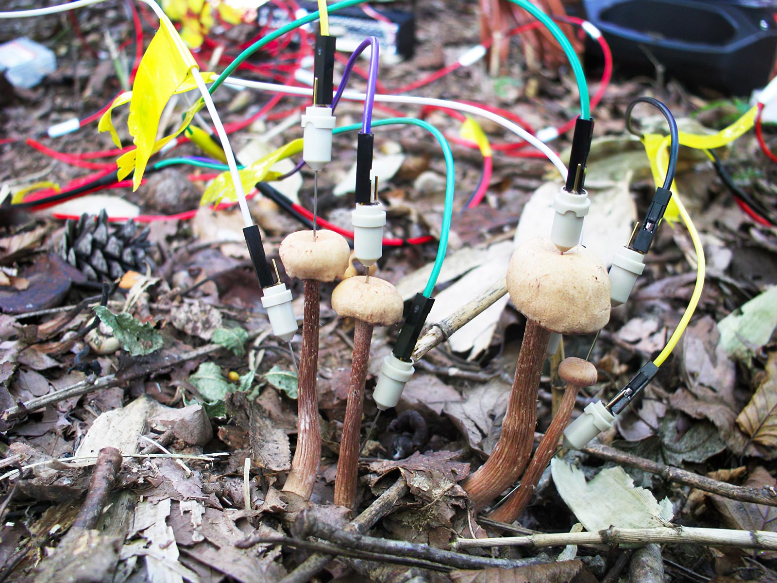 Rainfall Sparks Electric Chatter Among Forest Mushrooms – SciTechDaily
