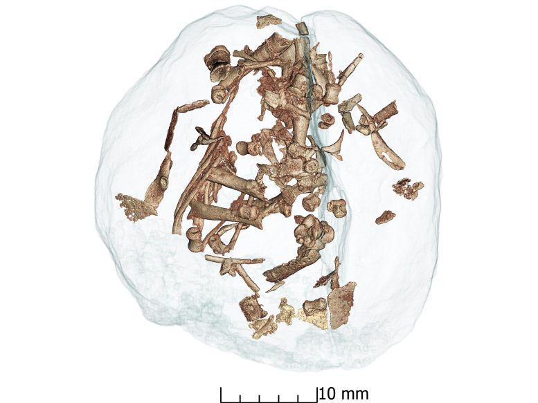 Tomografía computarizada de embriones de Mussaurus patagonicus