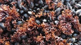 Mussels Non-Native Antarctica