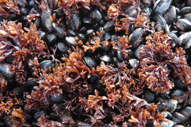 Mussels Non-Native Antarctica