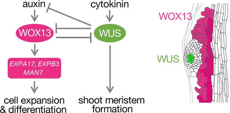 WOX13 et WUS mutuellement répressifs jouent un rôle clé dans la spécification du destin cellulaire des cellules de callosités pluripotentes