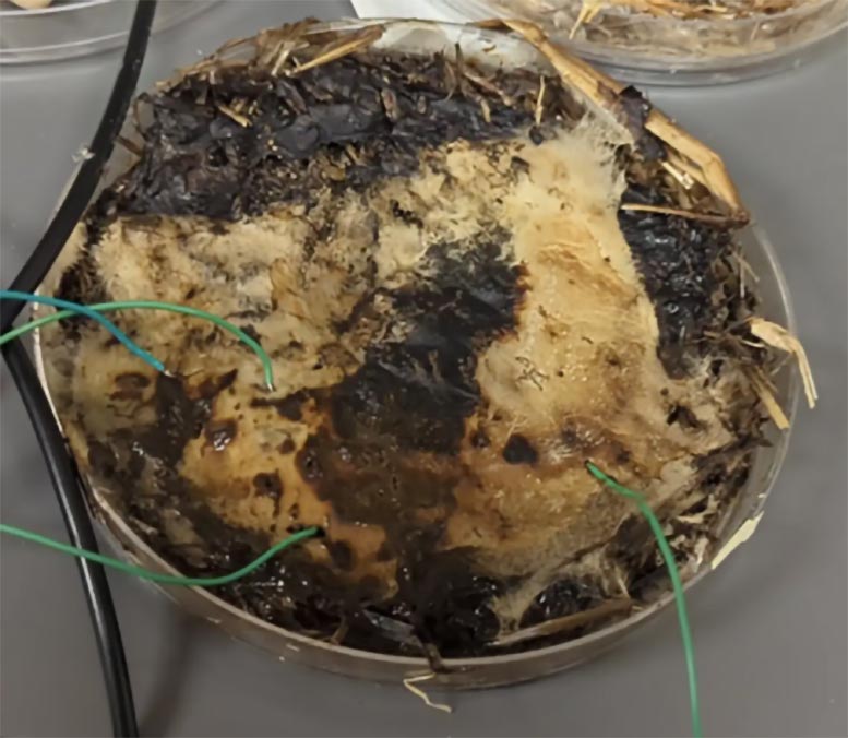 Mycelial Network Connected to Electronic Probes