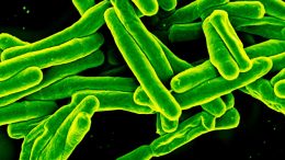 Mycobacterium Tuberculosis Bacteria