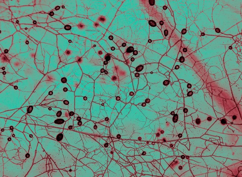 Mycorrhizal Fungi Under Microscope