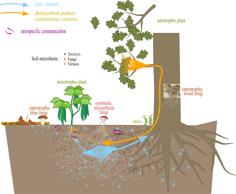Mycorrhizal Network