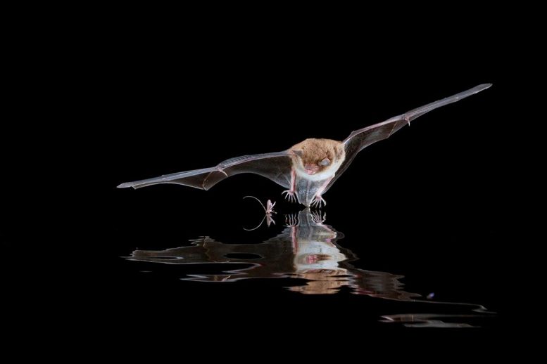 Myotis Bat Hunting
