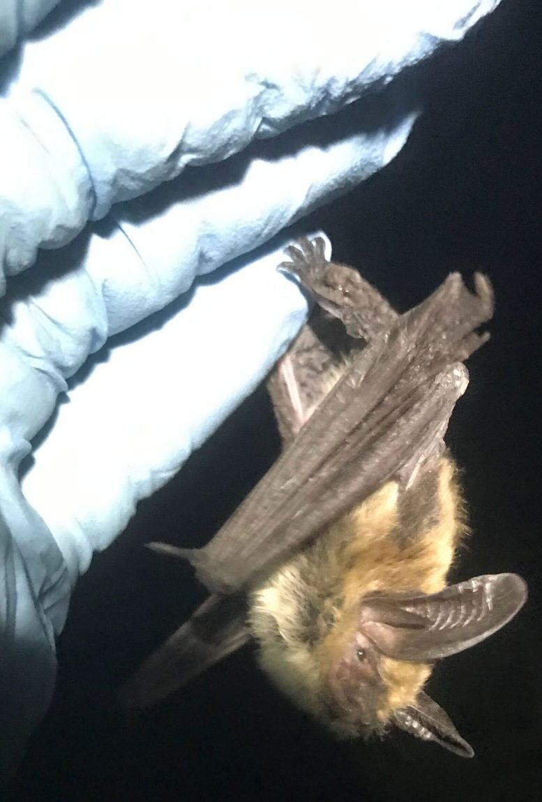Myotis evotis