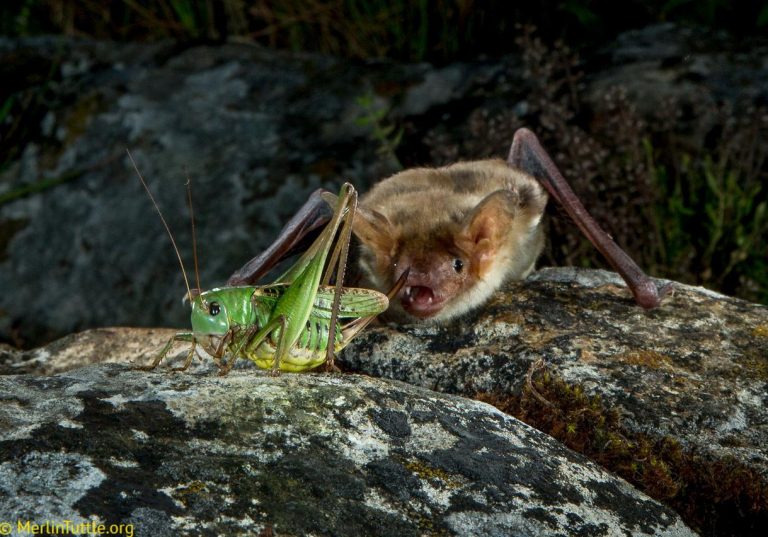 Bats Hunt Their Prey Using Private and Social Information