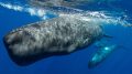 Mysterious Alphabet of Sperm Whales