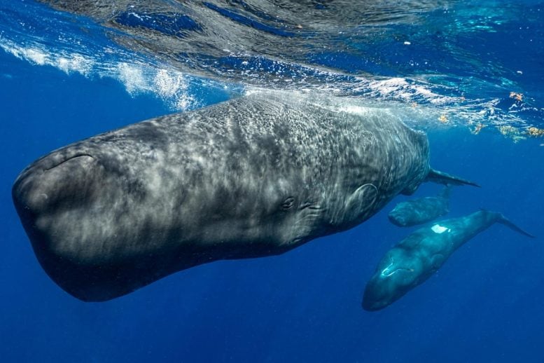Mysterious Alphabet of Sperm Whales