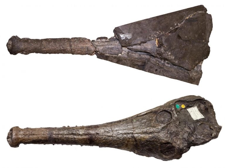 Mystriosaurus Skull Fossil