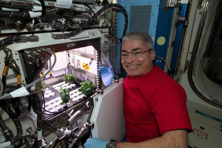 NASA Astronaut and Expedition 65 Flight Engineer Mark Vande Hei Plant Habitat