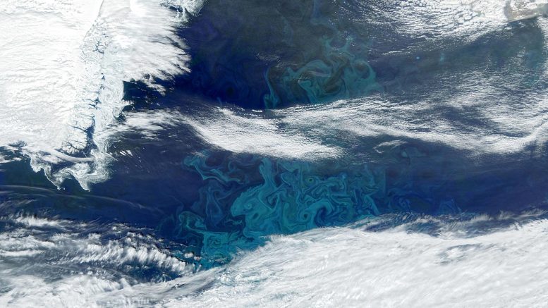 NASA PACE Phytoplankton Bloom Off Greenland Coast