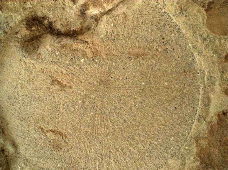 NASA Perseverance Rover Hare Bay Abrasion Patch