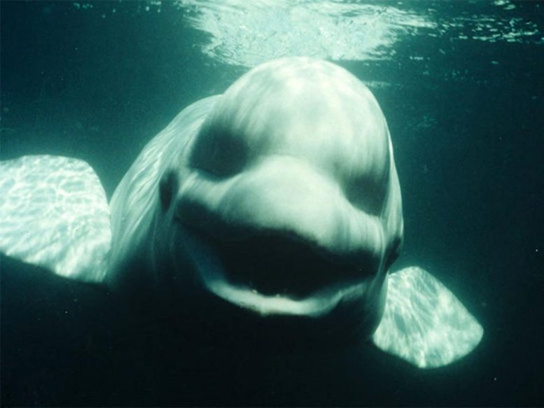 NOC Beluga Whale