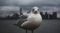 NYC Seagull
