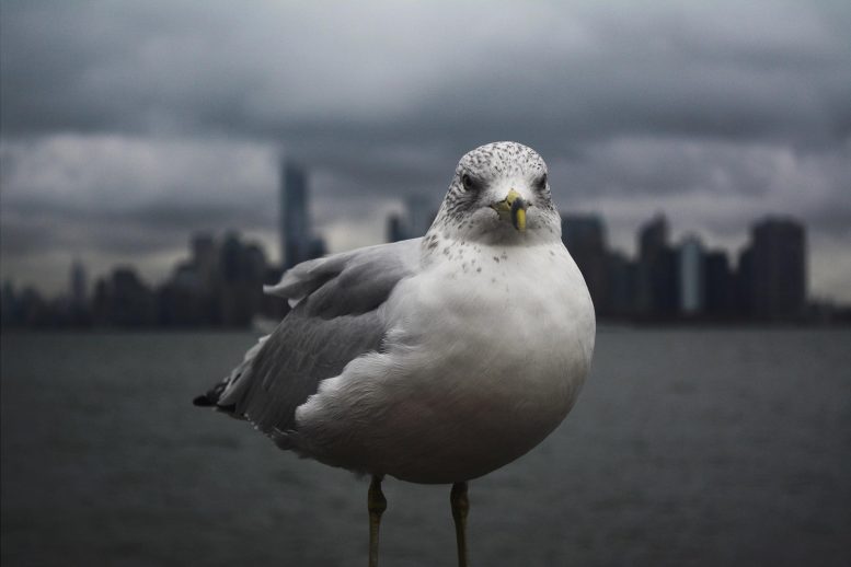 NYC Seagull