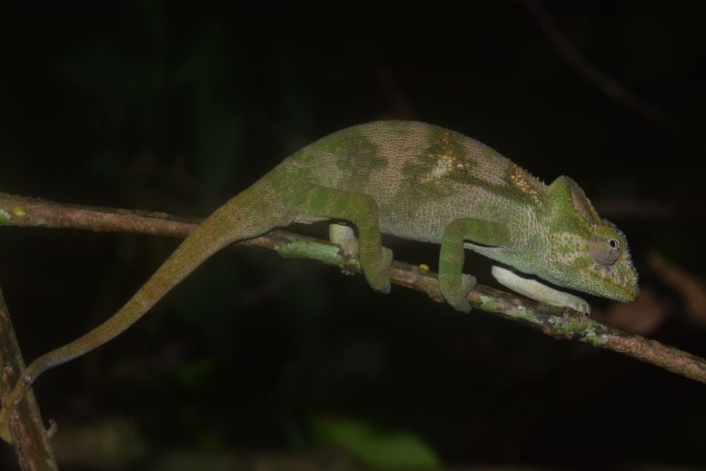 Nadzikambia Evanescens From Mount Inago