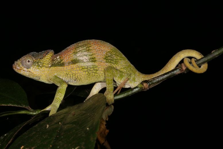 Nadzikambia Franklinae
