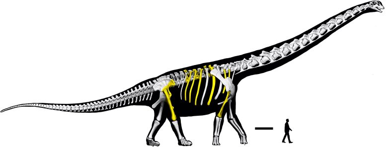 Nagatitan Skeletal Reconstruction