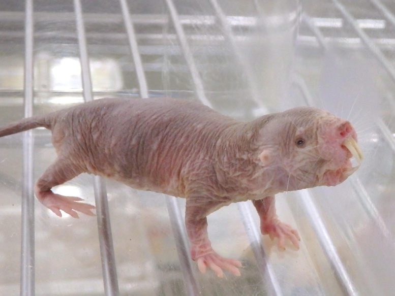 Naked Mole Rat Miura Laboratory